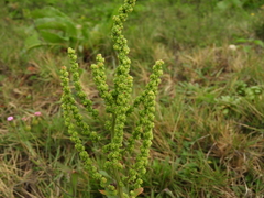Chenopodium acuminatum virgatum