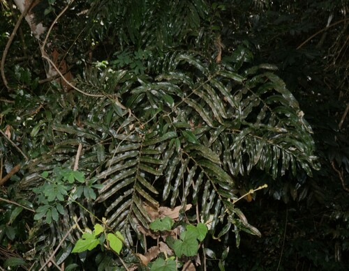 Image of Hicksbeachia pinnatifolia by (c) Greg Tasney, some rights reserved (CC BY-SA)