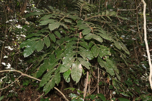 Image of Davidsonia jerseyana by (c) Greg Tasney, some rights reserved (CC BY-SA)