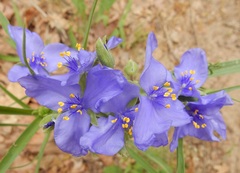 Tradescantia occidentalis