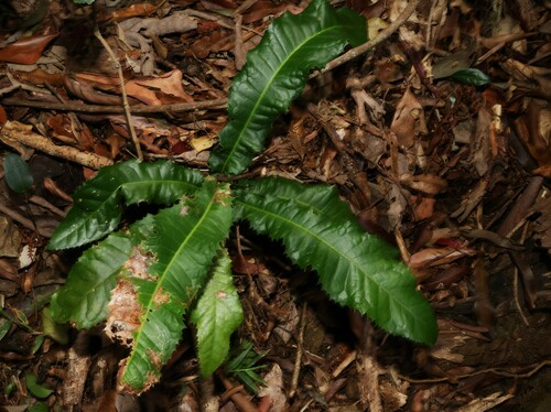 Image of Hicksbeachia pinnatifolia by (c) Greg Tasney, some rights reserved (CC BY-SA)