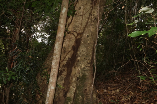 Image of Elaeocarpus kirtonii by (c) Greg Tasney, some rights reserved (CC BY-SA)