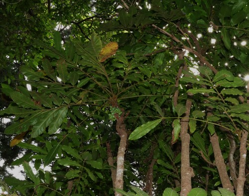 Image of Davidsonia jerseyana by (c) Greg Tasney, some rights reserved (CC BY-SA)