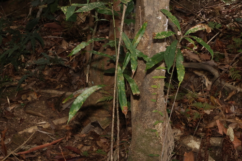 Image of Elaeocarpus kirtonii by (c) Greg Tasney, some rights reserved (CC BY-SA)
