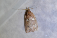 Planotortrix excessana