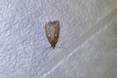 Planotortrix excessana