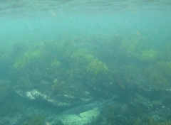 Carcharhinus obscurus