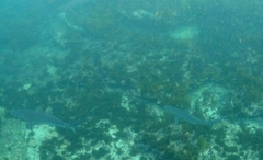 Carcharhinus obscurus