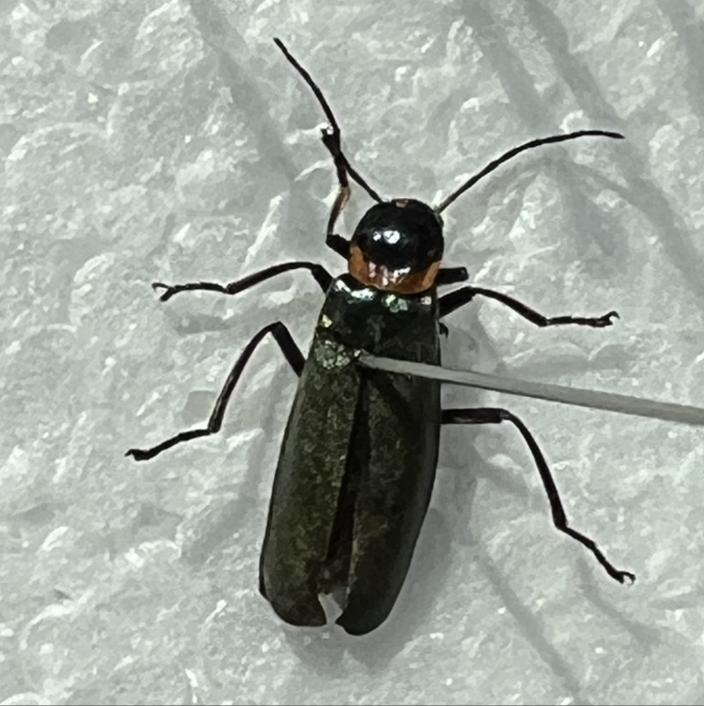 Plague Soldier Beetle from Armidale NSW 2350, Australia on October 30