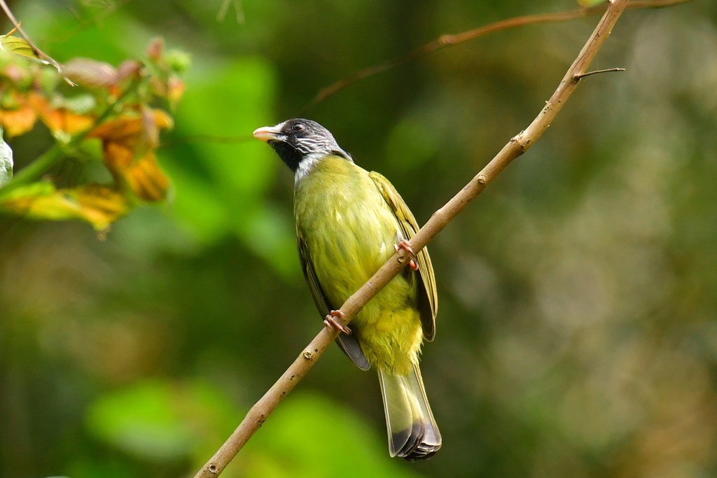 Collared Finchbill
