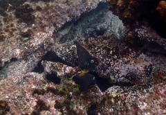 Eubalichthys bucephalus