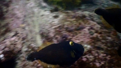 Eubalichthys bucephalus