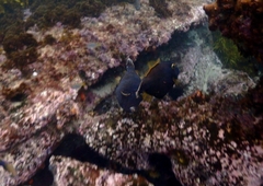 Eubalichthys bucephalus