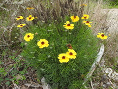 Thelesperma filifolium