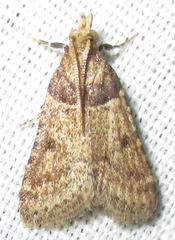 Loryma basalis