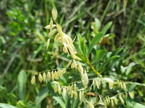 Melica argentata