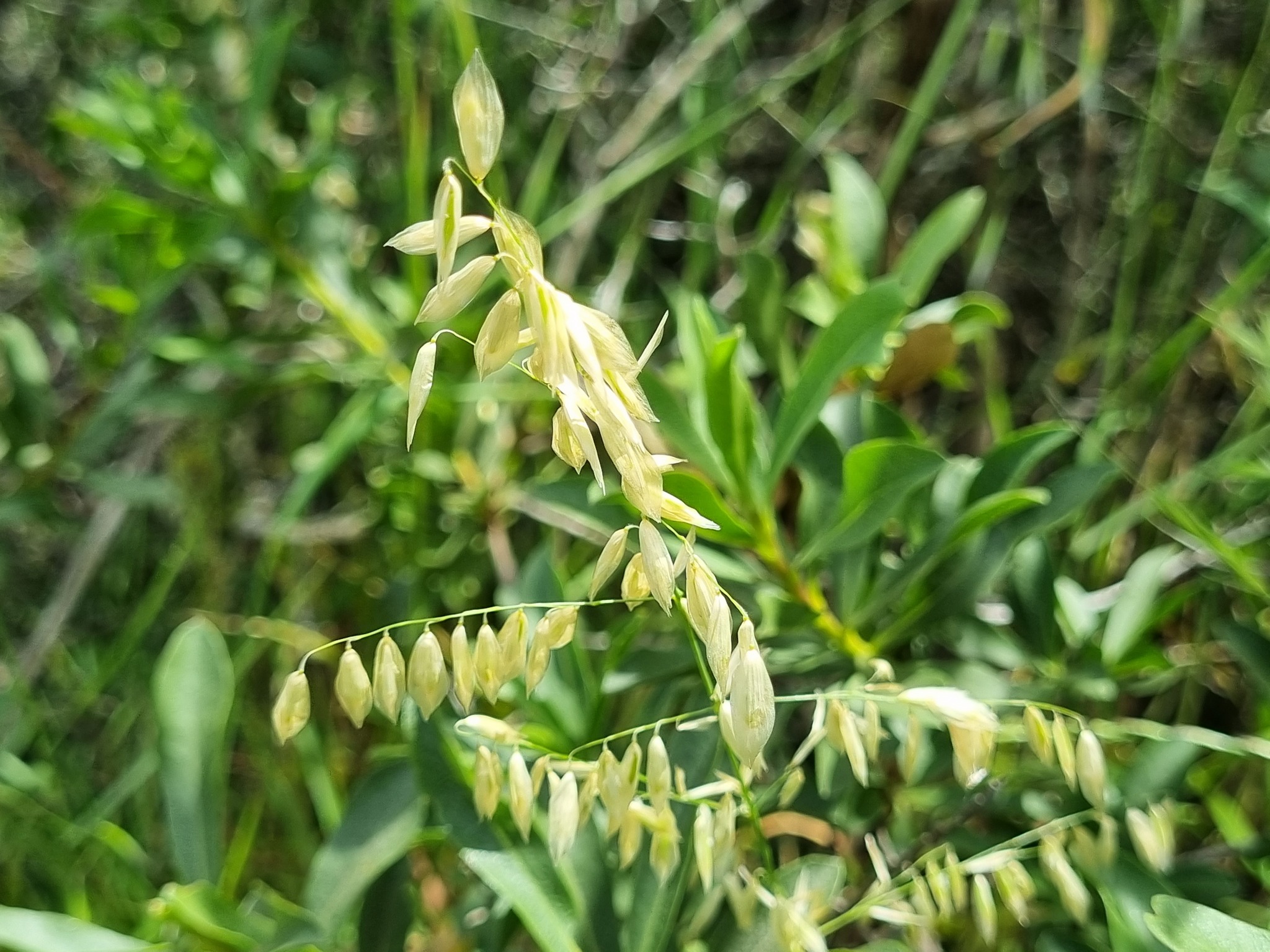 Melica argentata