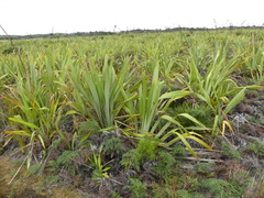 Phormium