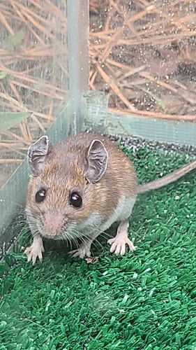 Cotton Mouse