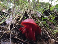 Coccineae