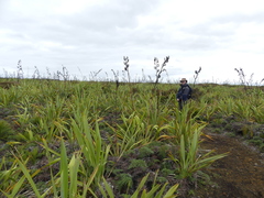 Phormium