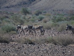 Equus zebra hartmannae