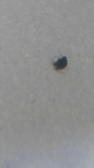 Rhyzobius lophanthae