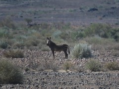 Equus zebra hartmannae