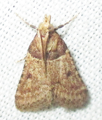 Loryma basalis