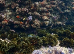 Canthigaster callisterna