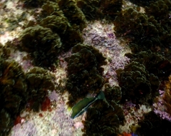 Canthigaster callisterna