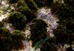 Canthigaster callisterna