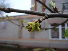 Pyrus ussuriensis