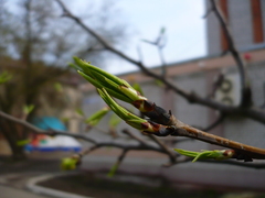 Pyrus ussuriensis