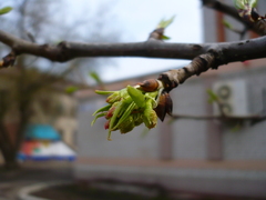 Pyrus ussuriensis