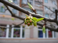Pyrus ussuriensis