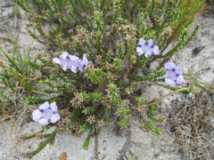 Roella maculata