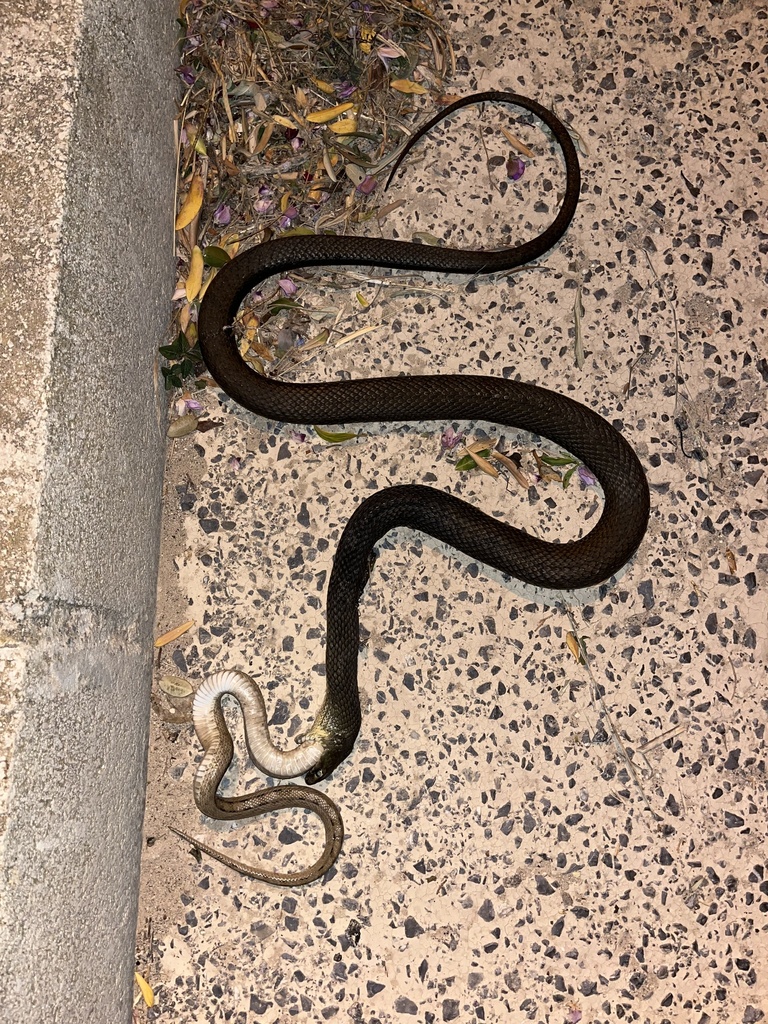 Western Montpellier Snake from Calle del Roure, Mutxamel, Alicante, ES ...