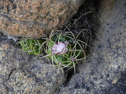 Gymnocalycium monvillei