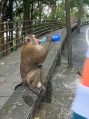 Macaca