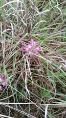 Allium drummondii