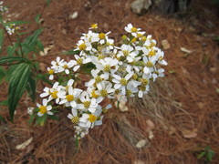 Alloispermum integrifolium