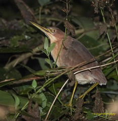 Ixobrychus cinnamomeus