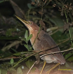 Ixobrychus cinnamomeus