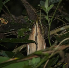 Ixobrychus cinnamomeus