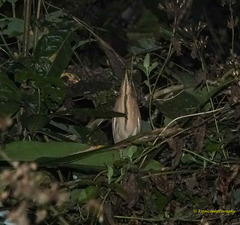 Ixobrychus cinnamomeus