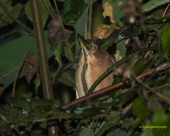 Ixobrychus cinnamomeus