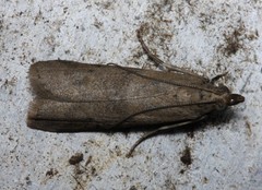 Ptyomaxia trigonogramma