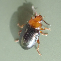 Nisotra