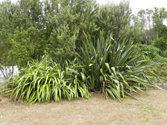 Phormium